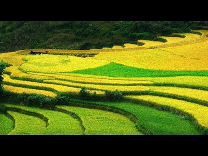 Xu hướng Người bán luôn bổ đôi quả dưa: Hotspot Matrix tiết lộ bí quyết video viral